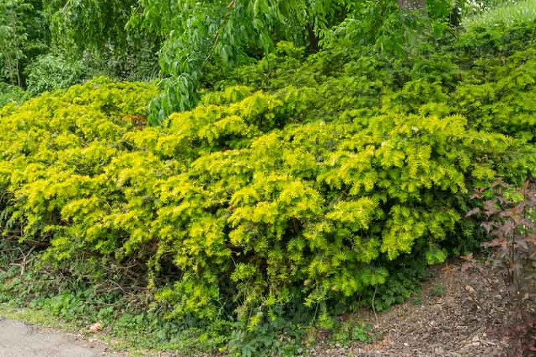 Taxus baccata Repens Aurea (English Yew)