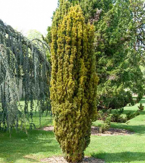 Taxus baccata Fastigiata Aurea (Irish Yew)