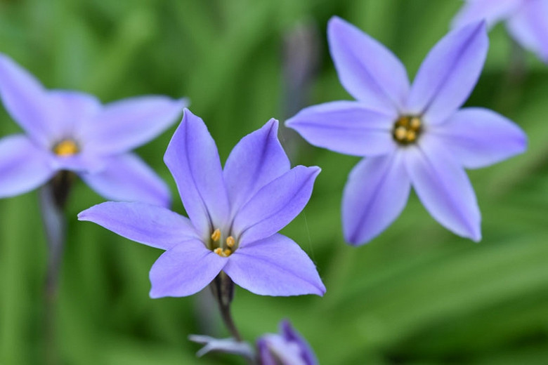 Ipheion uniflorum Wisley Blue (Spring Starflower)