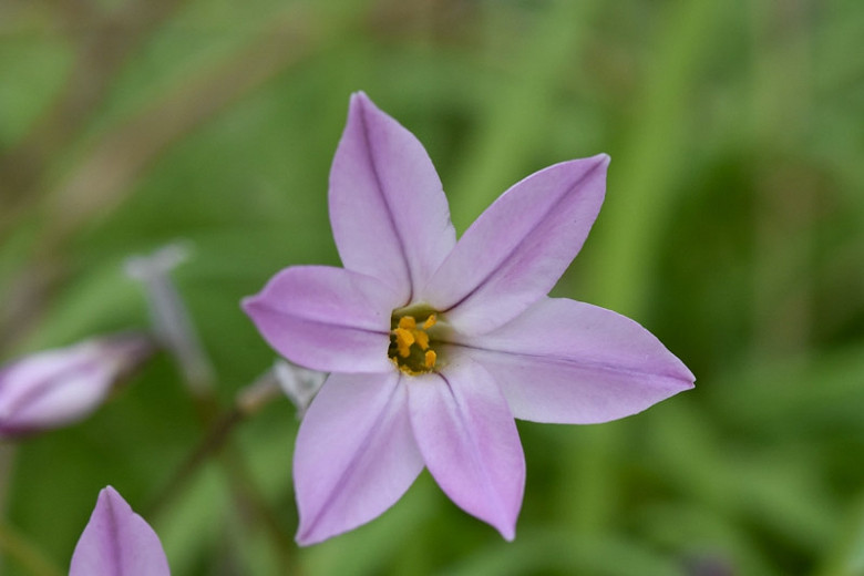 Ipheion uniflorum Charlotte Bishop (Spring Starflower)