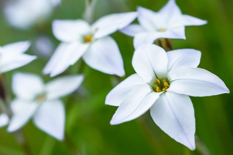 Ipheion uniflorum White Star (Spring Starflower)