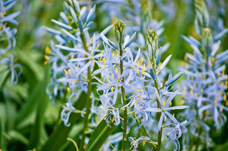 Camassia Blue Heaven (Camas)