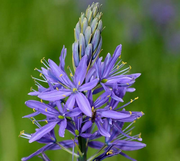 Camassia quamash Blue Melody (Camas)