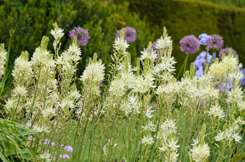 Camassia leichtlinii Alba (Camas)