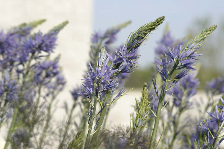 Camassia cusickii (Cusicks Camass)