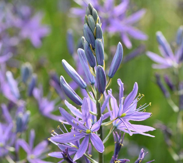 Camassia (Camas)