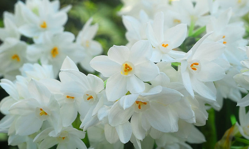 Narcissus Ariel (Tazetta Daffodil)