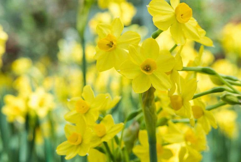 Narcissus Baby Boomer (Jonquil Daffodil)