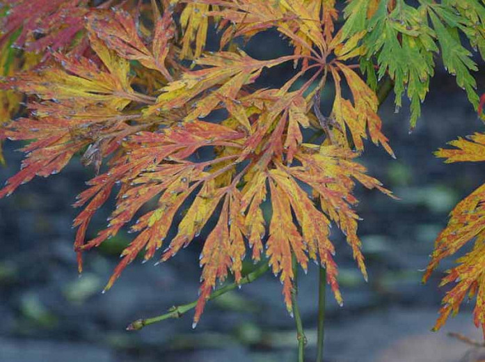 Acer japonicum Green Cascade (Full Moon Maple)