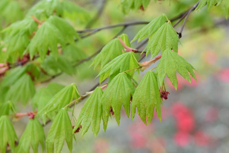 Acer japonicum Vitifolium (Full Moon Maple)