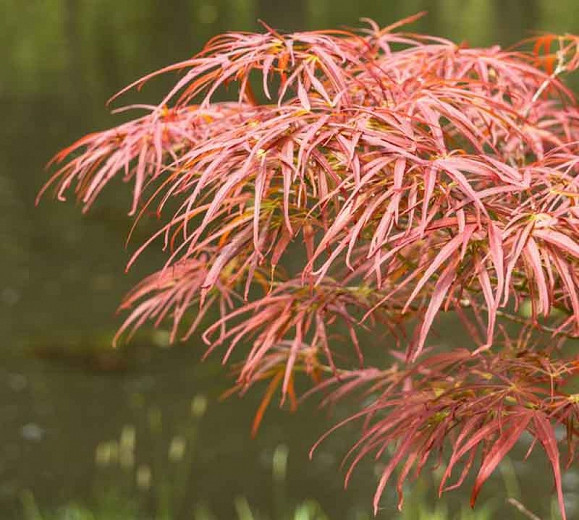 Acer palmatum Atrolineare (Ribbon-Leaf Japanese Maple)
