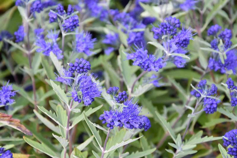 Caryopteris x clandonensis Kew Blue (Bluebeard)