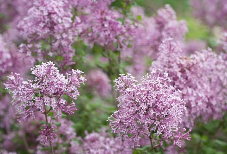 Syringa Bloomerang® Purple (Reblooming Lilac)