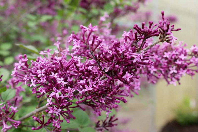 Syringa Bloomerang® Dark Purple (Reblooming Lilac)