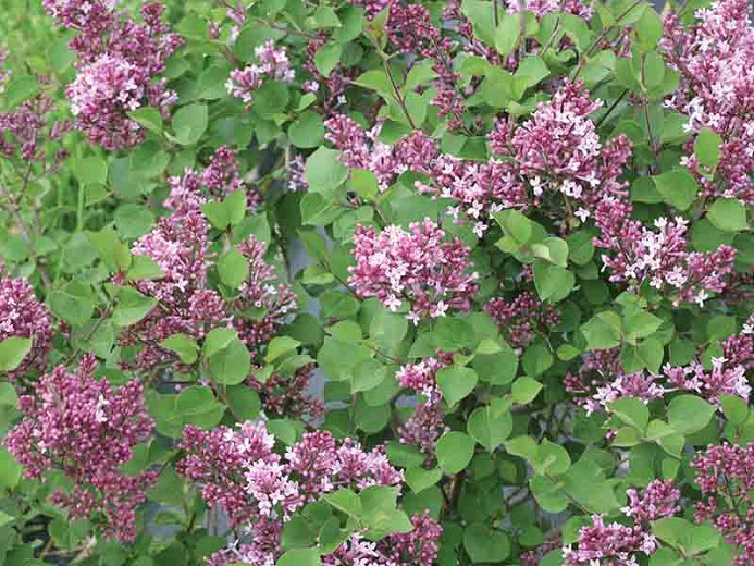 Syringa Bloomerang® Dwarf Purple (Reblooming Lilac)