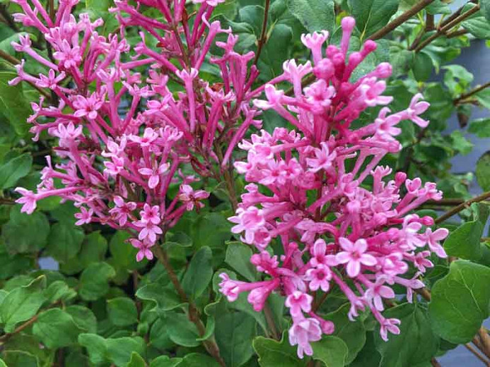 Syringa Bloomerang® Dwarf Pink (Reblooming Lilac)