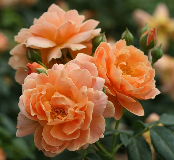 Rosa At Last® (Floribunda Rose)
