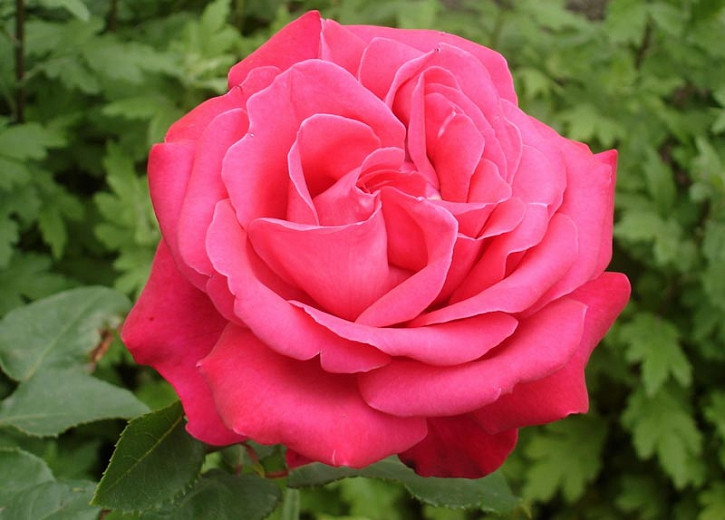 Rosa Fragrant Cloud (Hybrid Tea Rose)