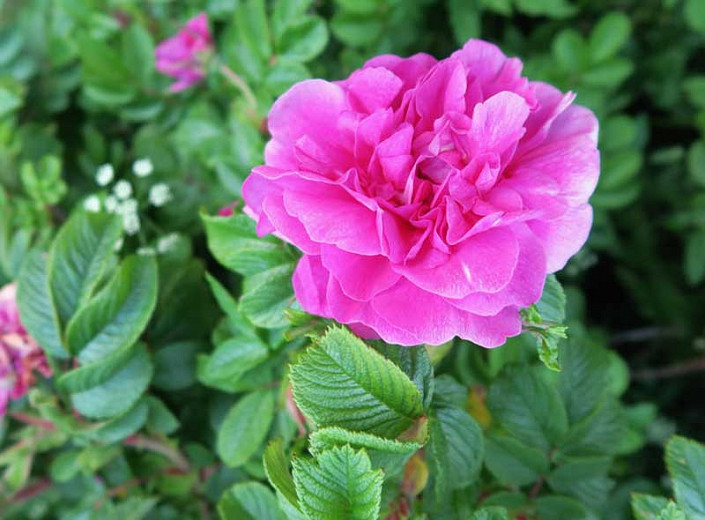 Rosa rugosa Hansa (Rugosa Rose)