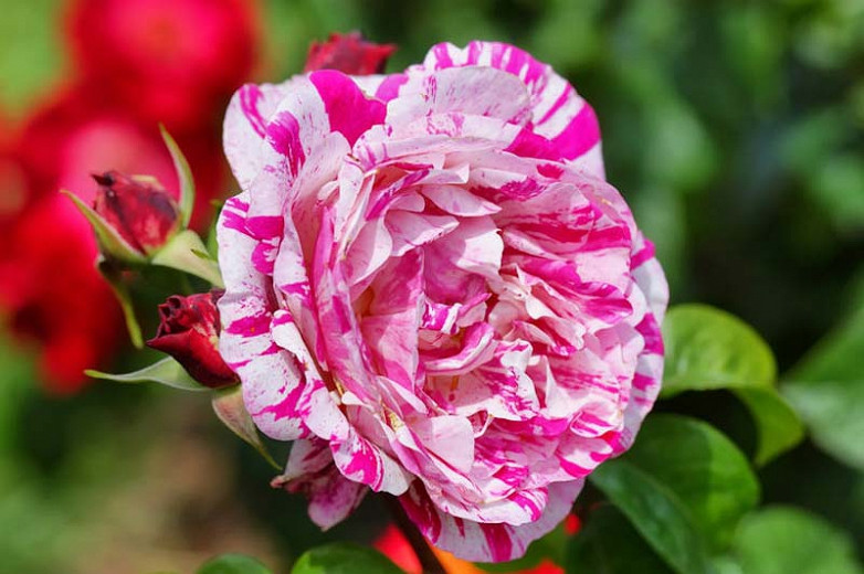 Rosa Neil Diamond (Hybrid Tea Rose)