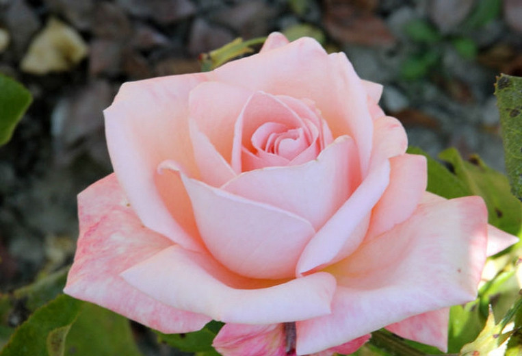 Rosa New Zealand (Hybrid Tea Rose)