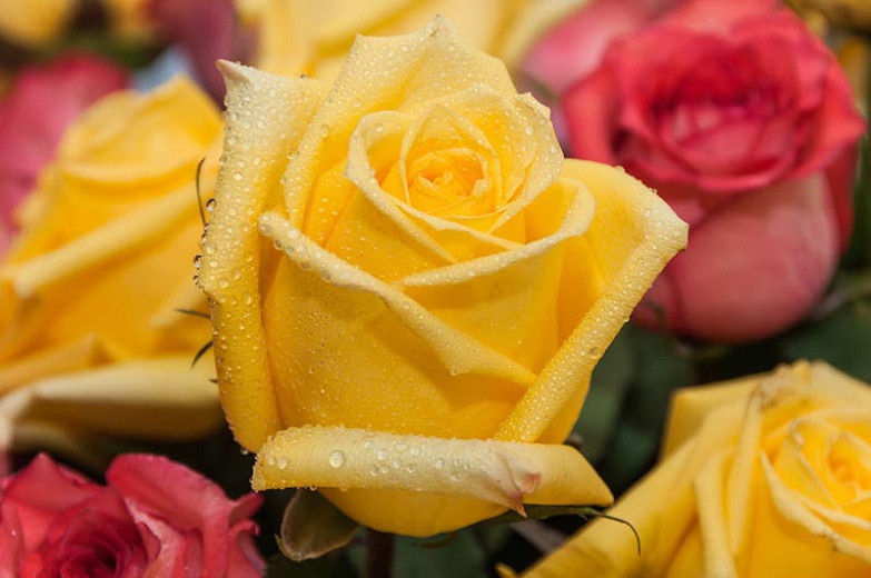Rosa Radiant Perfume (Grandiflora Rose)