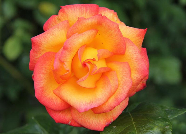 Rosa Rio Samba (Hybrid Tea Rose)