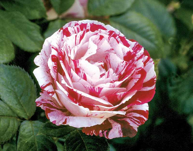 Rosa Scentimental (Floribunda Rose)