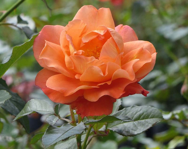 Rosa Westerland (Shrub Rose)