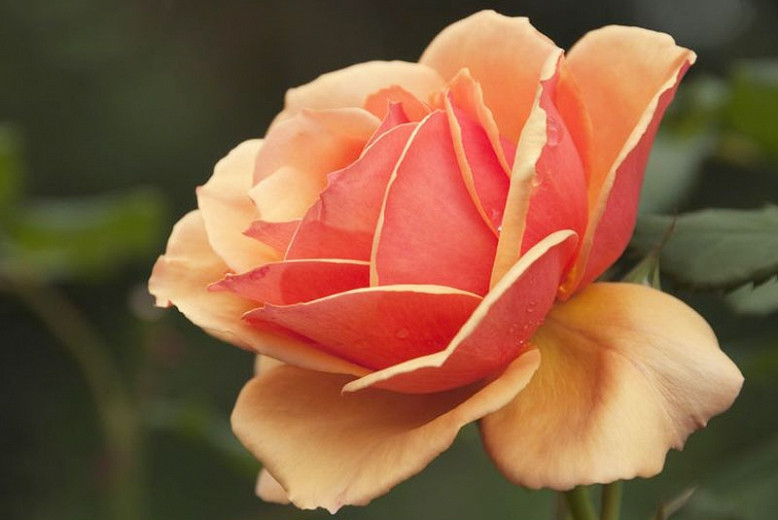 Rosa Annas Promise (Grandiflora Rose)