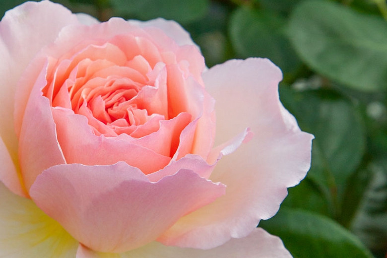 Rosa Princesse Charlene de Monaco (Hybrid Tea Rose)