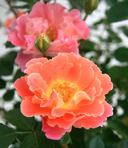 Rosa Fruity Petals™ (Climbing Rose)