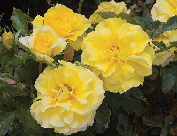 Rosa Sunsprite (Floribunda Rose)