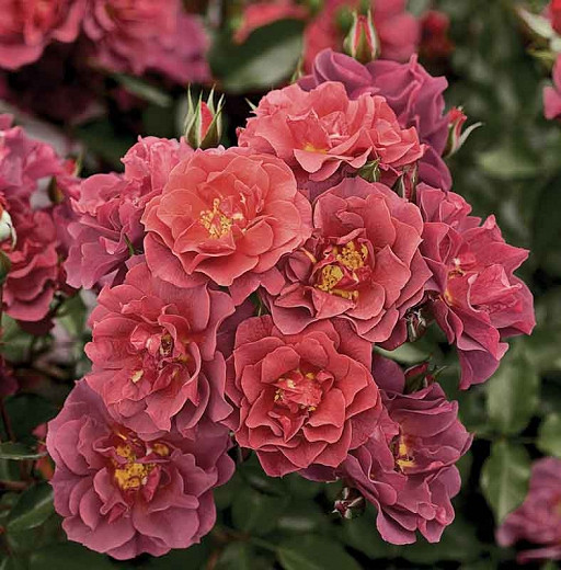 Rosa Cinco de Mayo (Floribunda Rose)