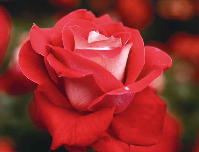Rosa Love (Grandiflora Rose)
