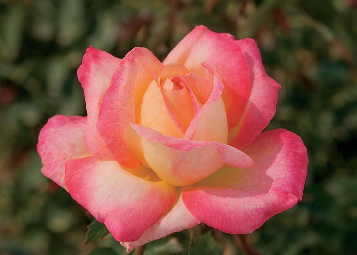 Rosa Love & Peace® (Hybrid Tea Rose)