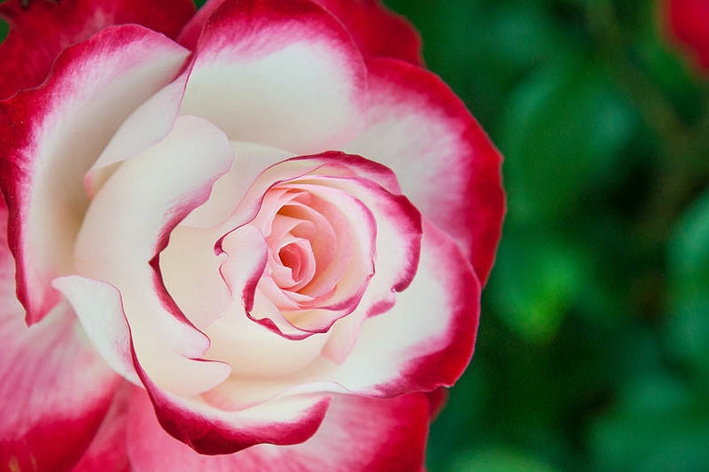 Rosa Cherry Parfait™ (Grandiflora Rose)