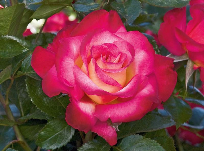 Rosa Dick Clark (Grandiflora Rose)