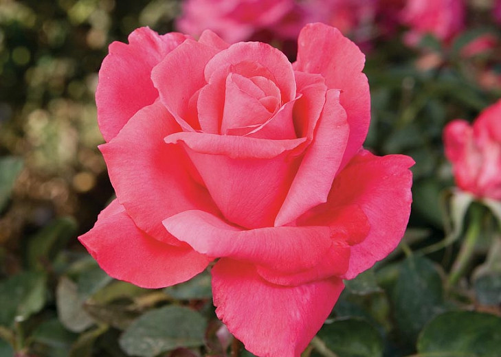 Rosa Electron (Hybrid Tea Rose)