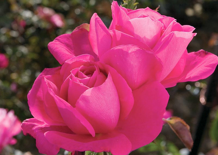 Rosa Miss All-American Beauty (Hybrid Tea Rose)