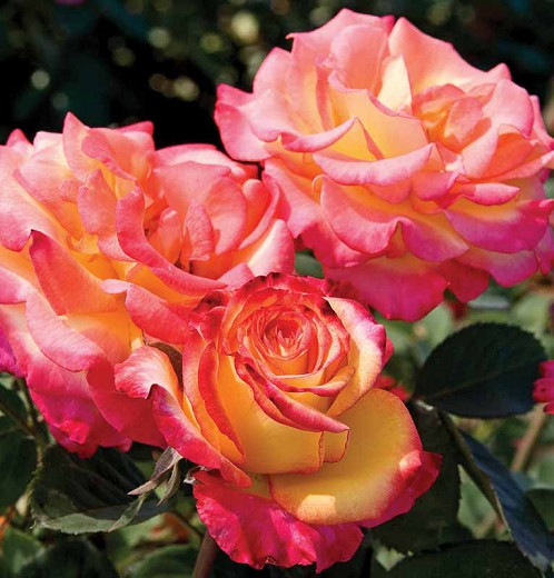 Rosa Dream Come True™ (Grandiflora Rose)
