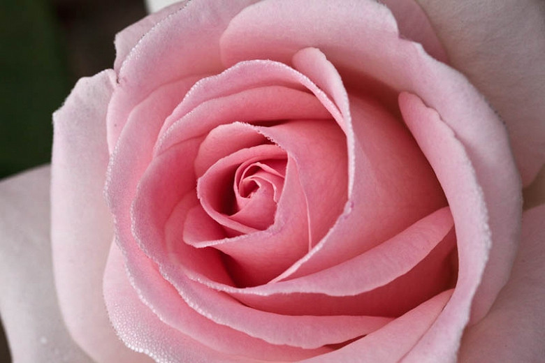 Rosa Francis Meilland® (Hybrid Tea Rose)