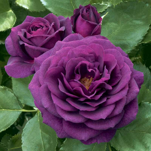 Rosa Ebb Tide (Floribunda Rose)