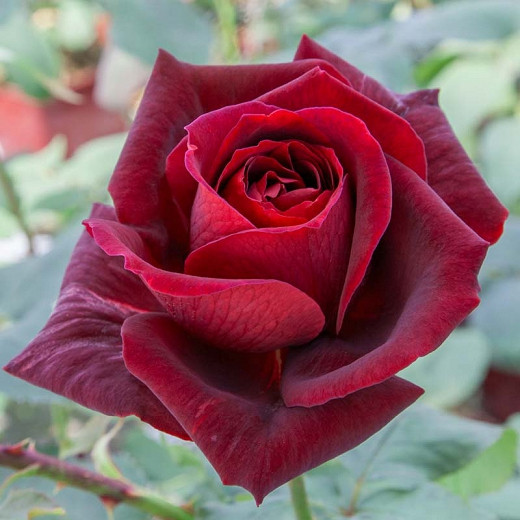 Rosa Papa Meilland® (Hybrid Tea Rose)