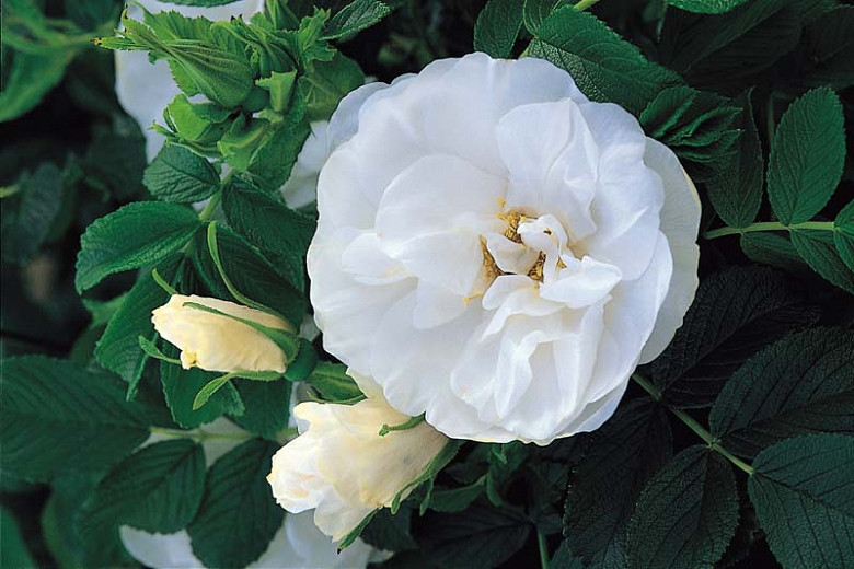 Rosa rugosa Blanc Double de Coubert (Rugosa Rose)