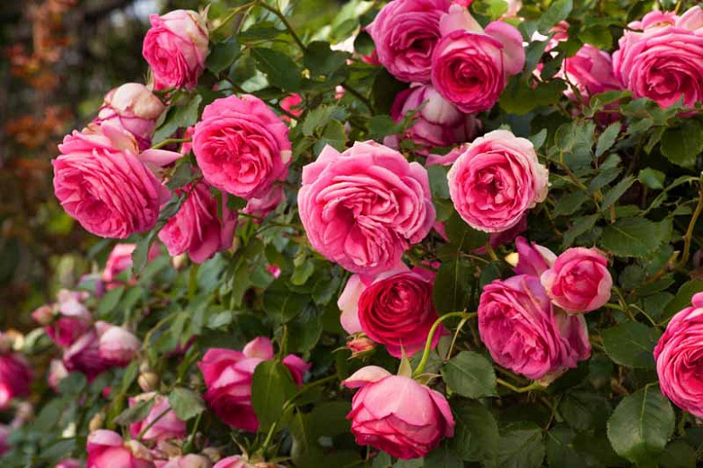 Rosa Pretty in Pink Eden Climber® (Climbing Rose)