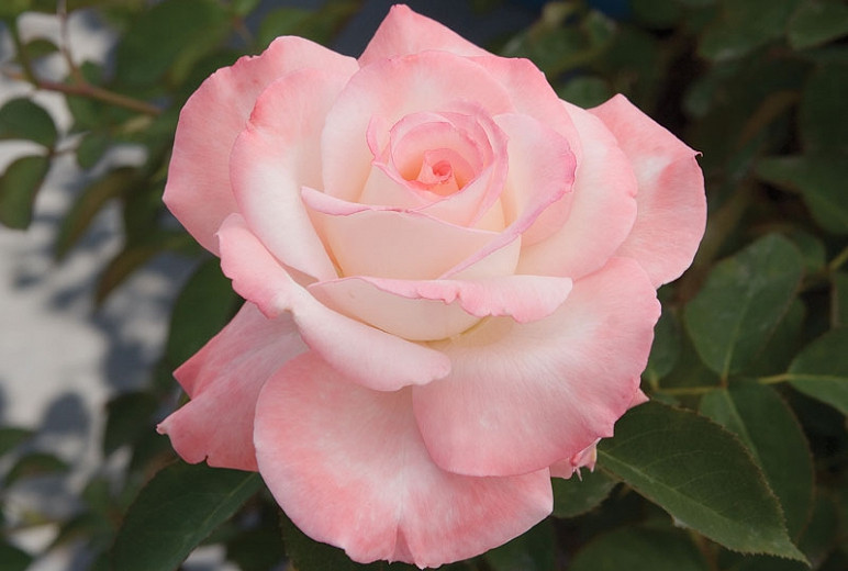 Rosa Secret (Hybrid Tea Rose)