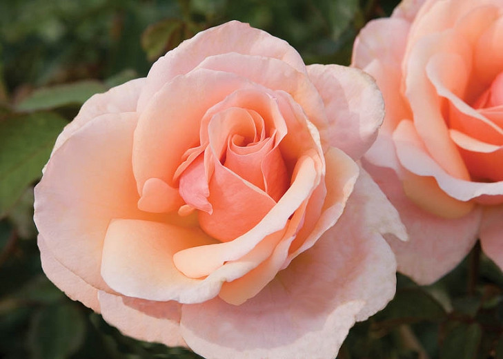 Rosa Mother Of Pearl® (Grandiflora Rose)