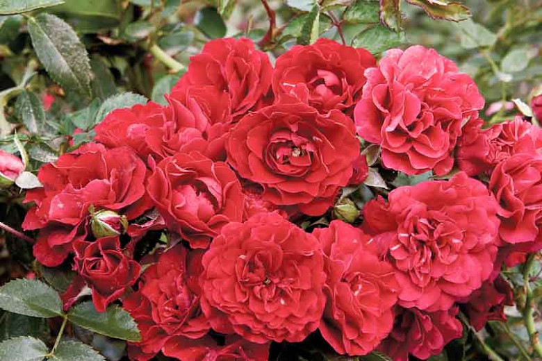 Rosa Fire Meidiland® (Groundcover Rose)