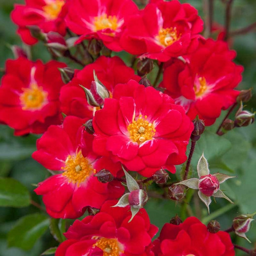 Rosa Crimson Meidiland® (Groundcover Rose)
